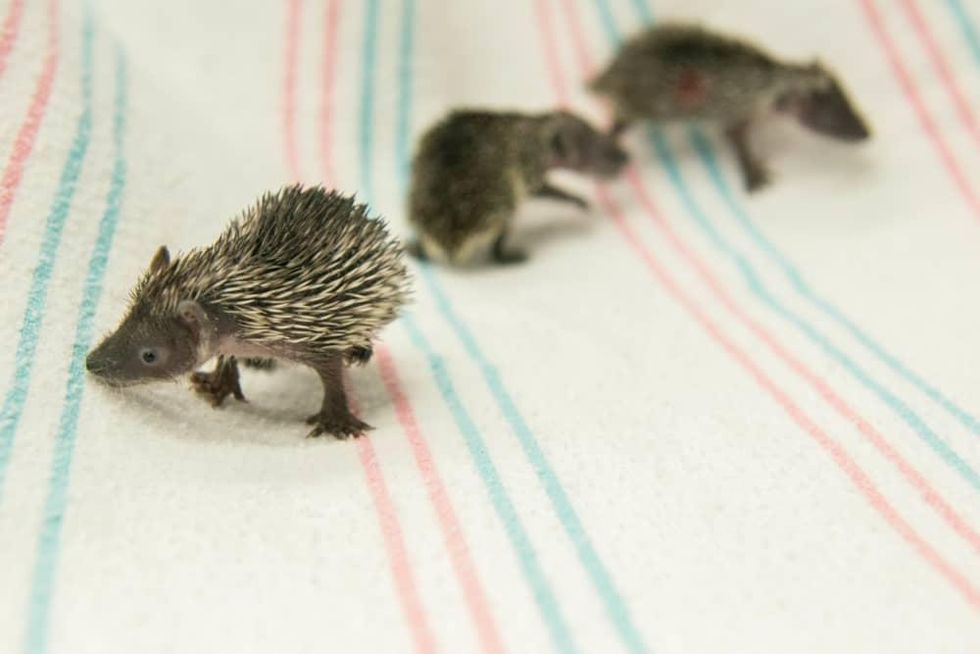 Houston Zoo lesser madagascar hedgehog tenrec