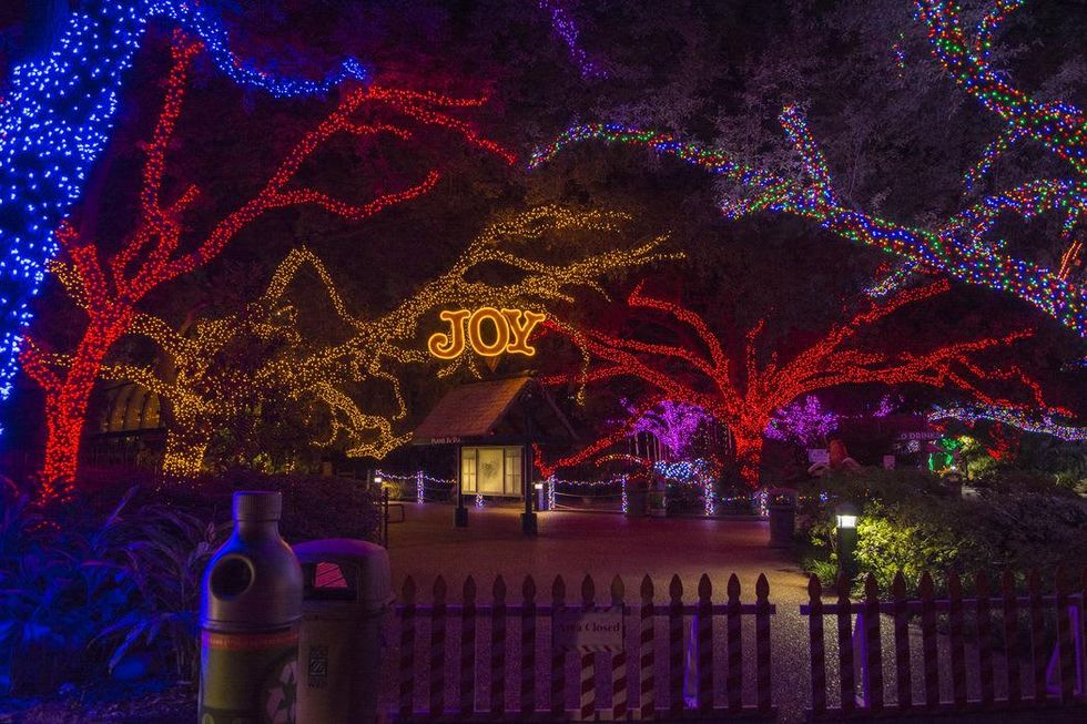 Houston Zoo lights November 2014 lights in trees