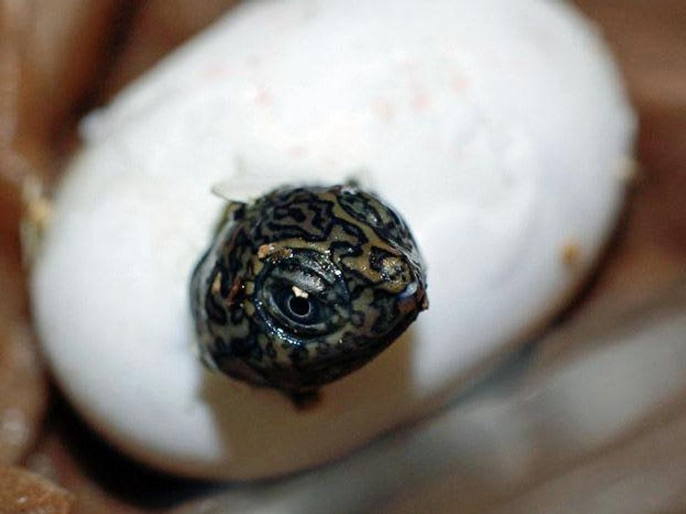 Houston Zoo Madagascar big headed turtles by Beth Moorehead, herpetology curator