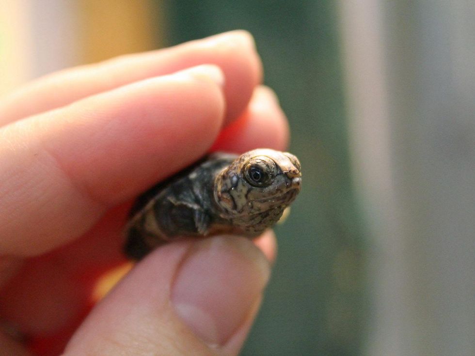 Houston Zoo Madagascar big headed turtles