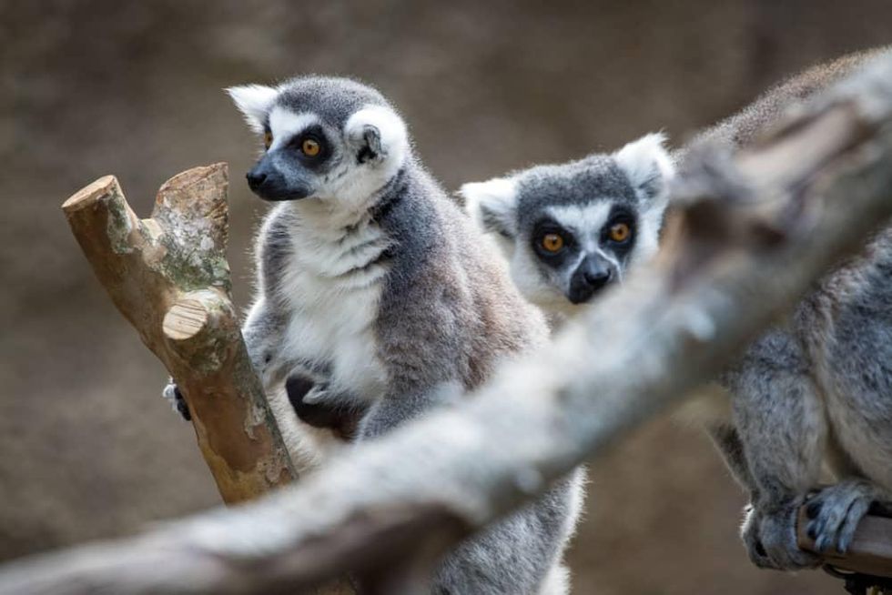Houston Zoo new baby lemurs