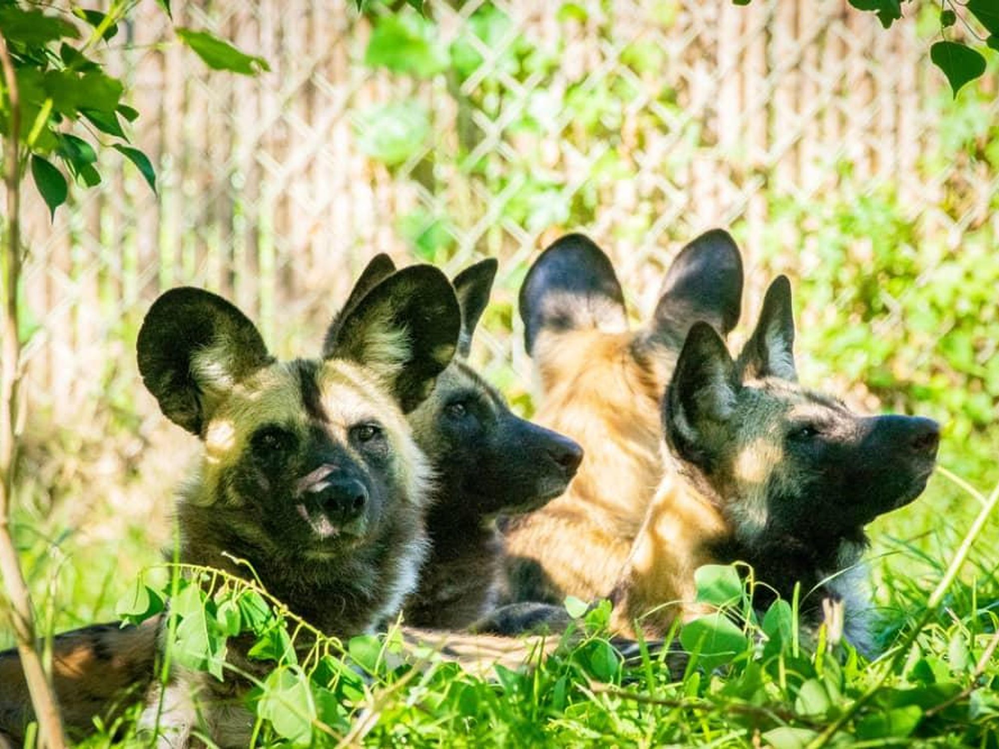 Houston Zoo painted dogs