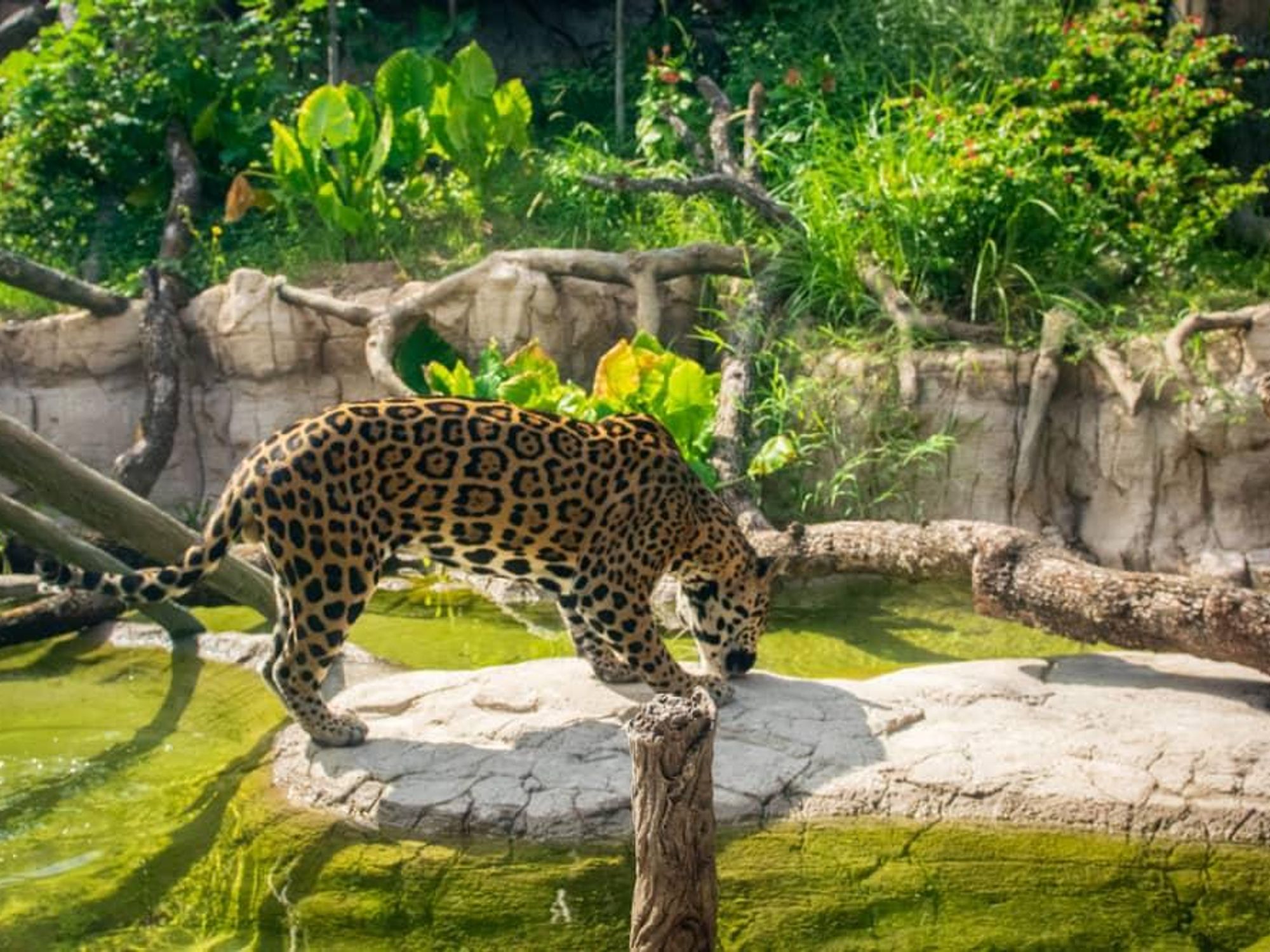 Houston Zoo Pantanal Tesoro jaguar