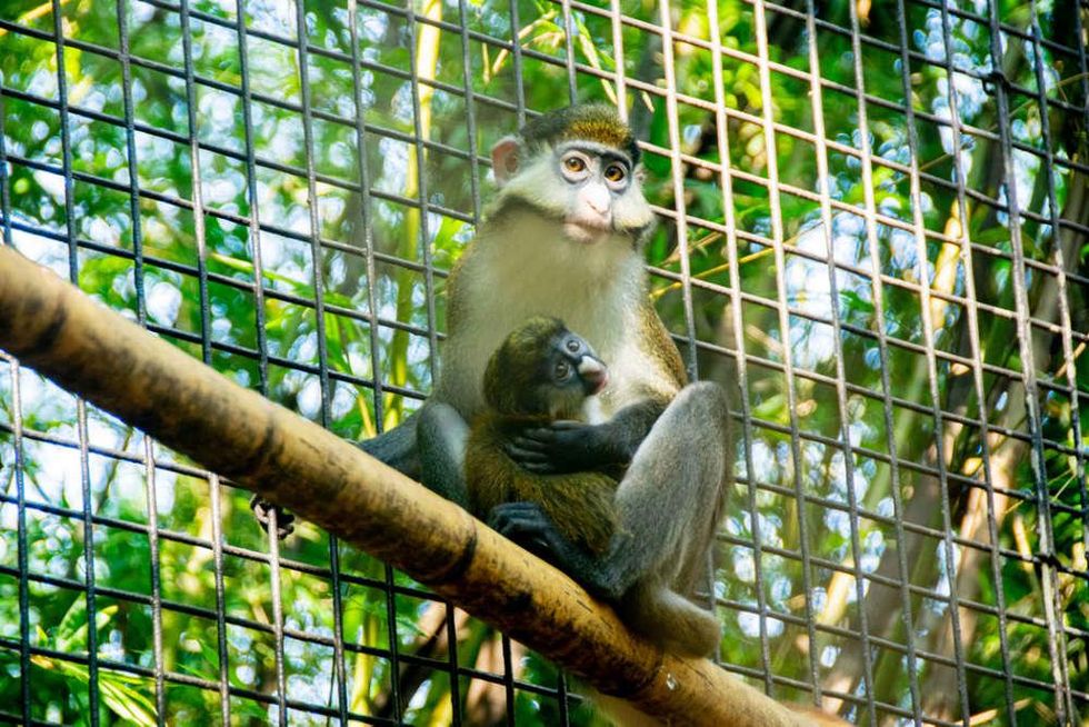 houston zoo Schmidt's Red-tailed Guenon