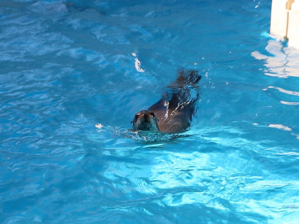 Houston Zoo, sea lion video still, February 2013