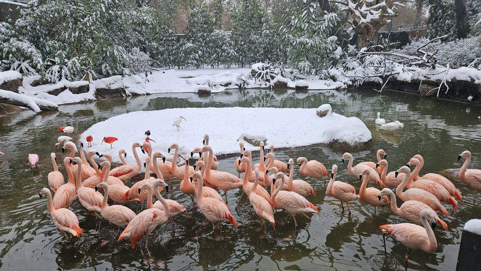Houston Zoo snow day