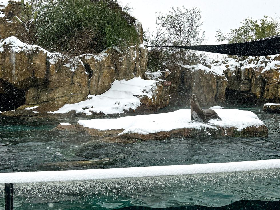 Houston Zoo snow day