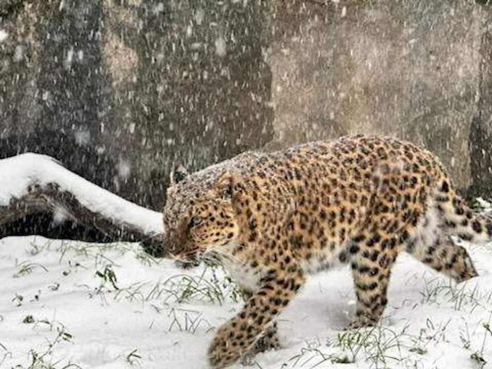 Houston Zoo snow day