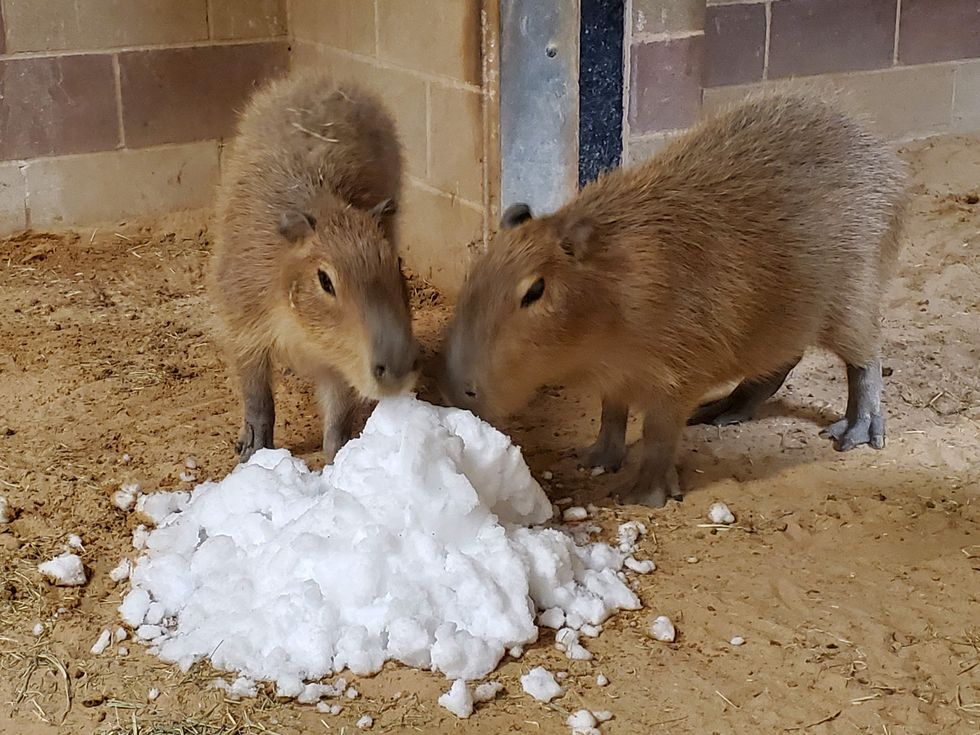 Houston Zoo snow day