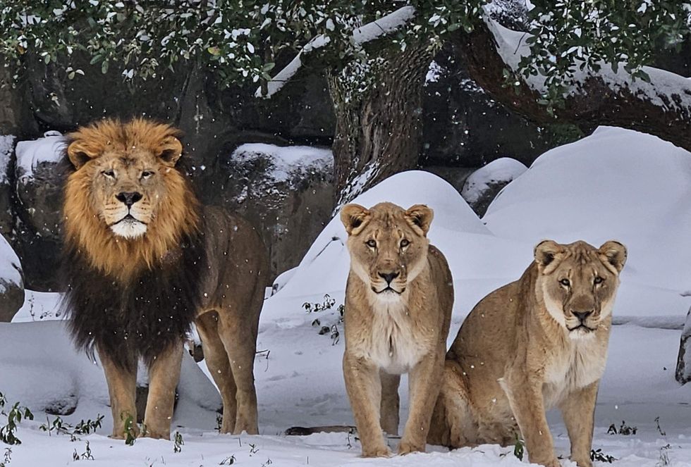 Houston Zoo snow day