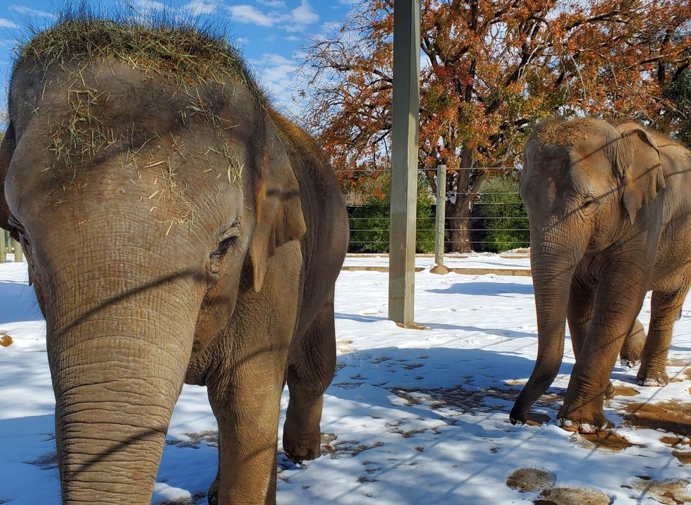 Houston Zoo snow day