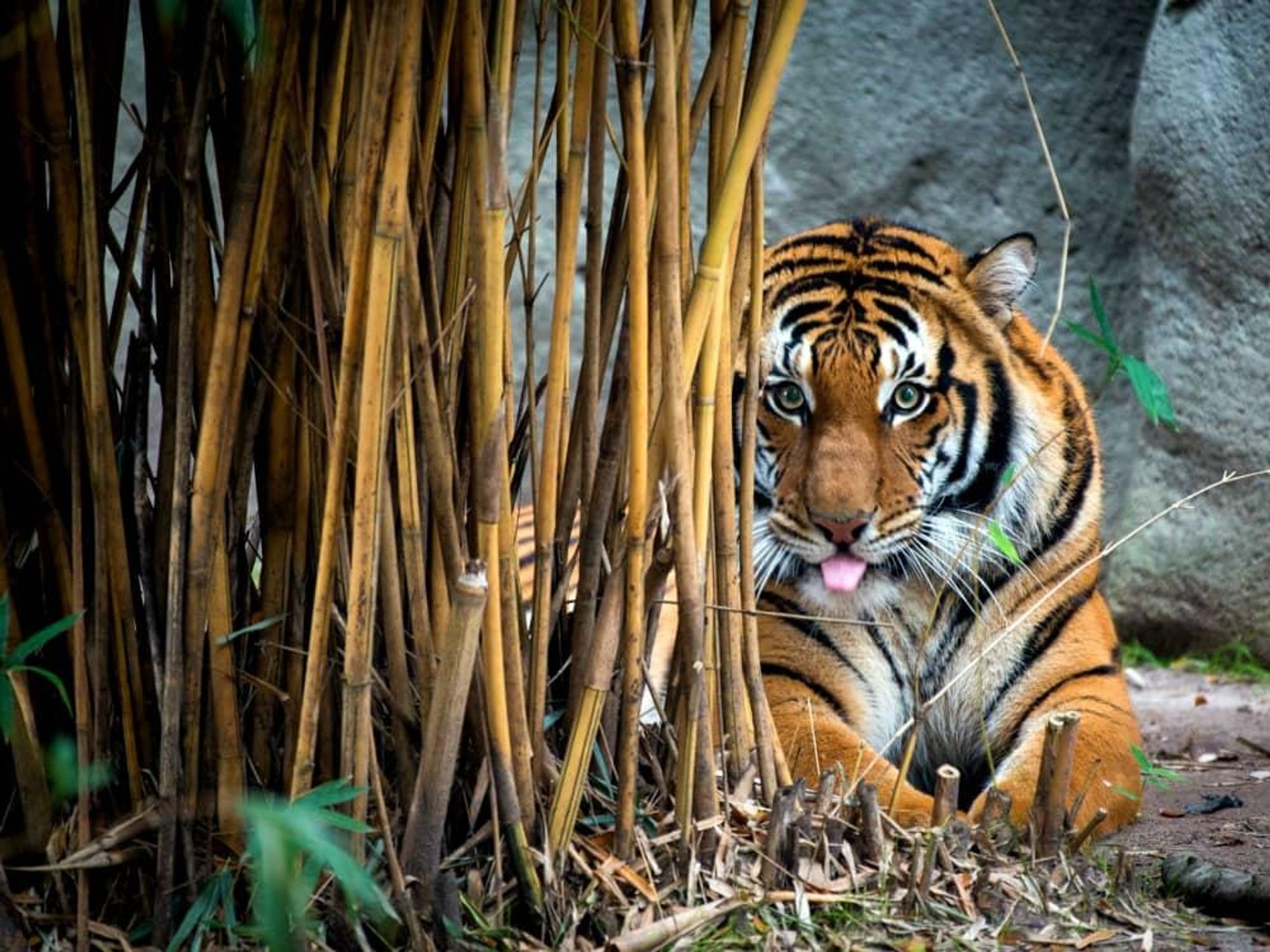 Houston Zoo tiger