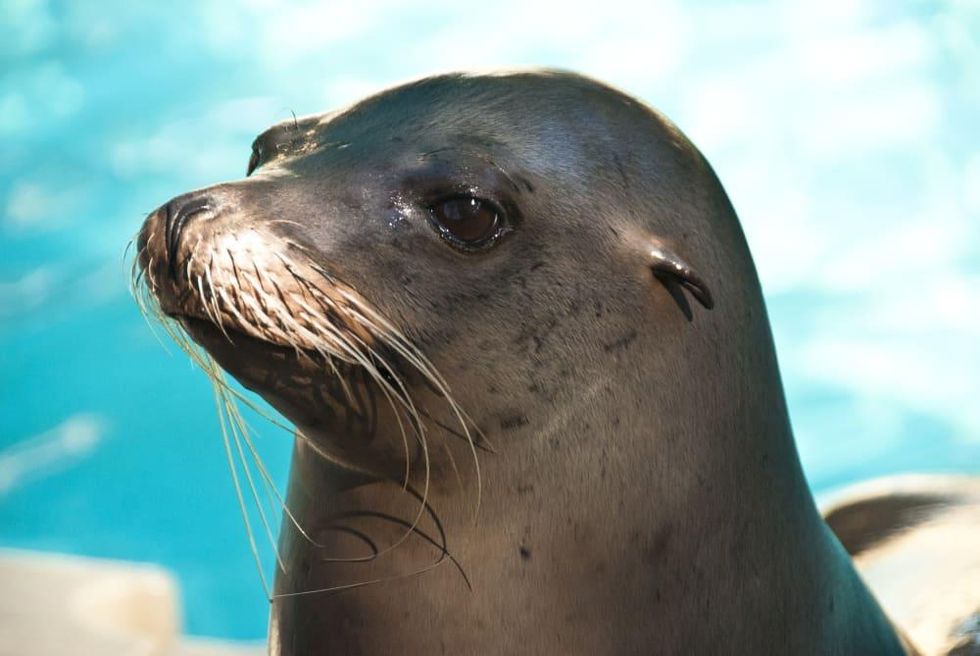 Houston Zoo, Under Sea Dinner, Feb. 2016
