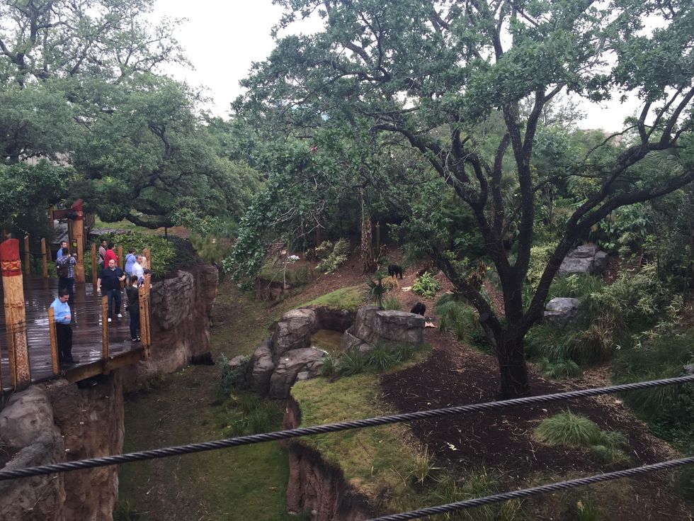 Houston Zoo, View from The Nau Family Gorilla Treehouse, May 2015