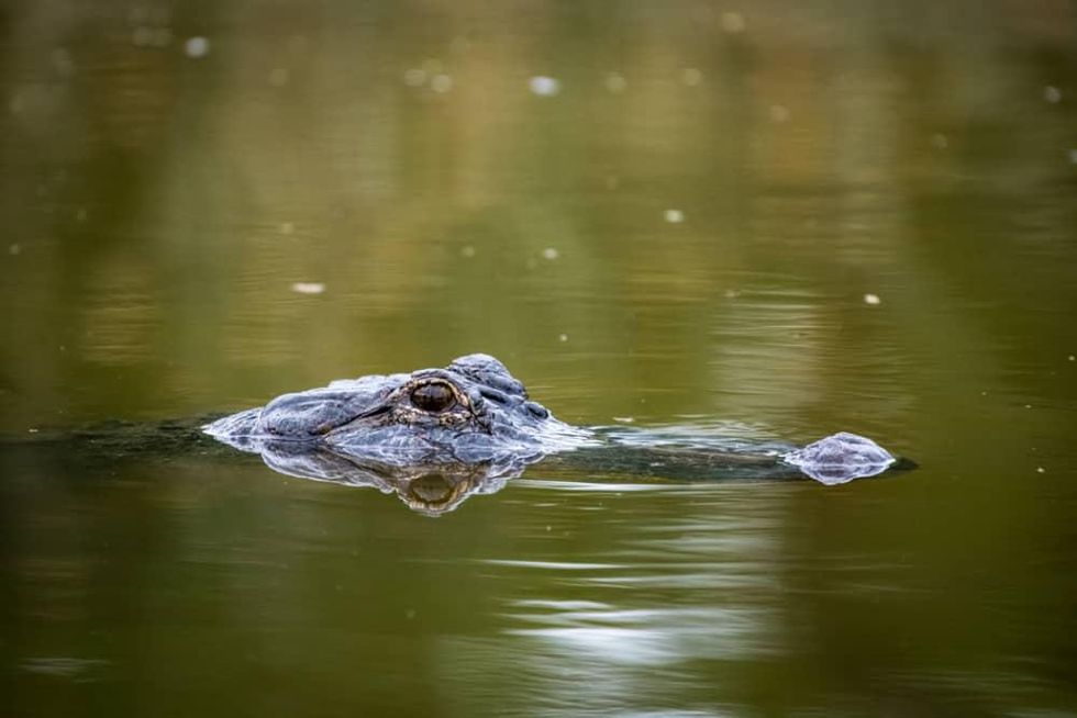 Houston Zoo Wetlands