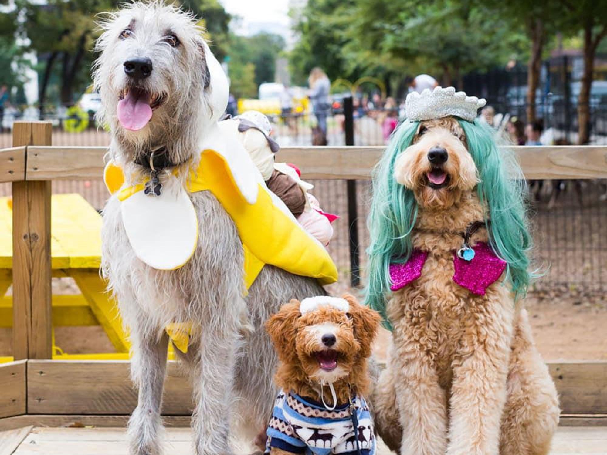 Howl-O-Ween Costume Contest