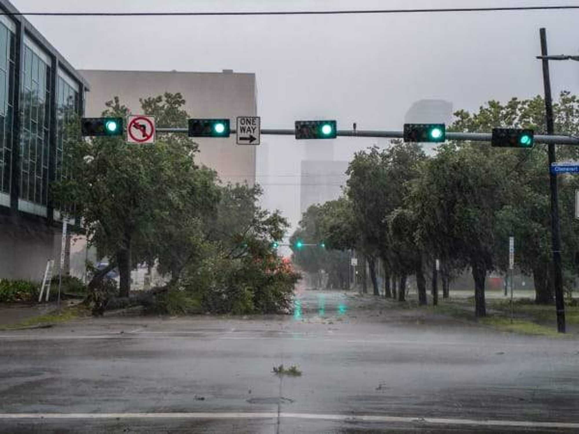 Hurricane Beryl tree down