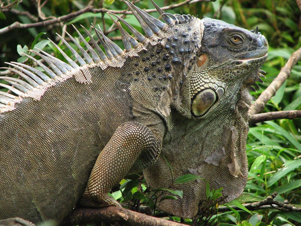 Iguana, Costa Rica, lizard