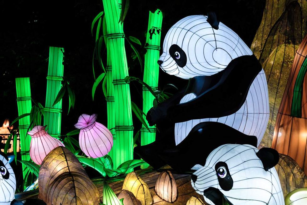 Illuminated panda in a field of bamboo at Houston Botanic Garden's Radiant Nature
