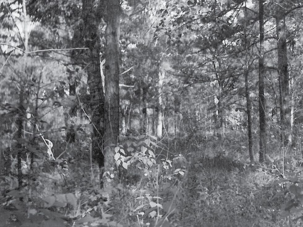 Image of Memorial Park Woodlands Circa 1938 as cited in An Ecological Study in Memorial Park by Marguerite Key Fitzgerald