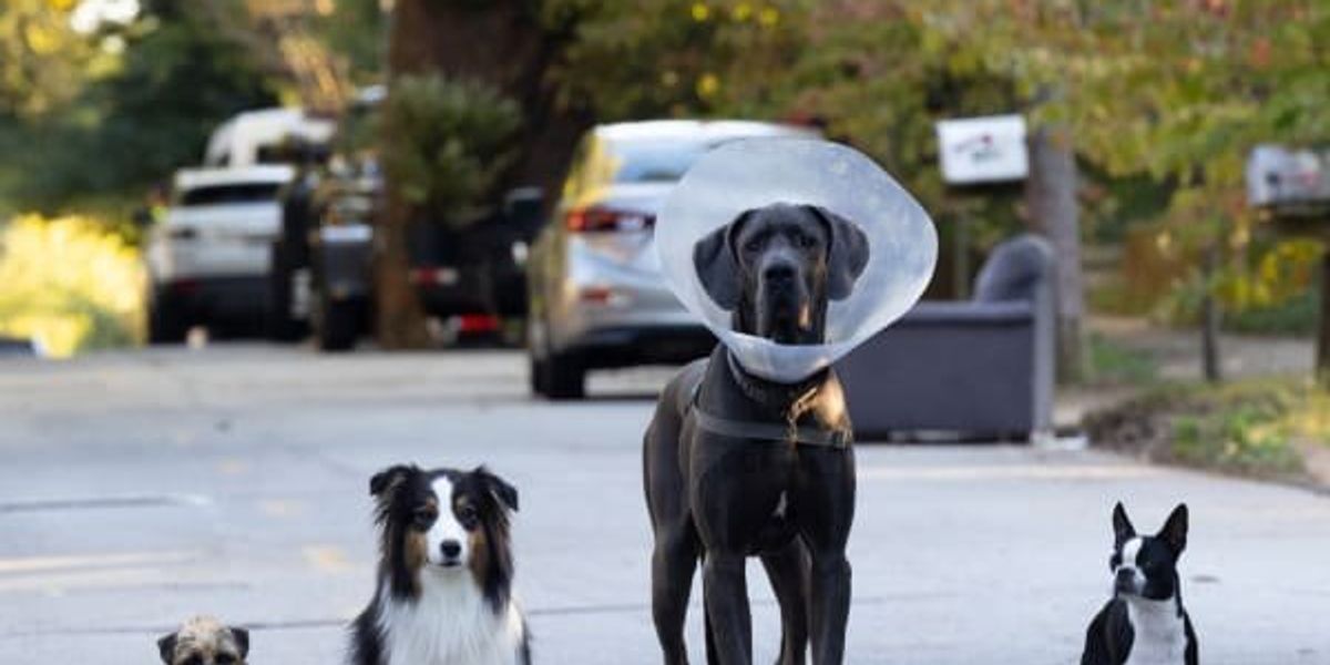 Will Ferrell, Jamie Foxx, and dirty dogs get hilariously filthy in R ...