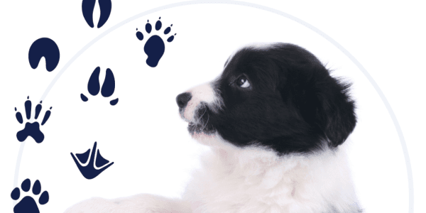 Houston SPCA's handy guide to weathering hurricane season with your pets - Vimarsana News