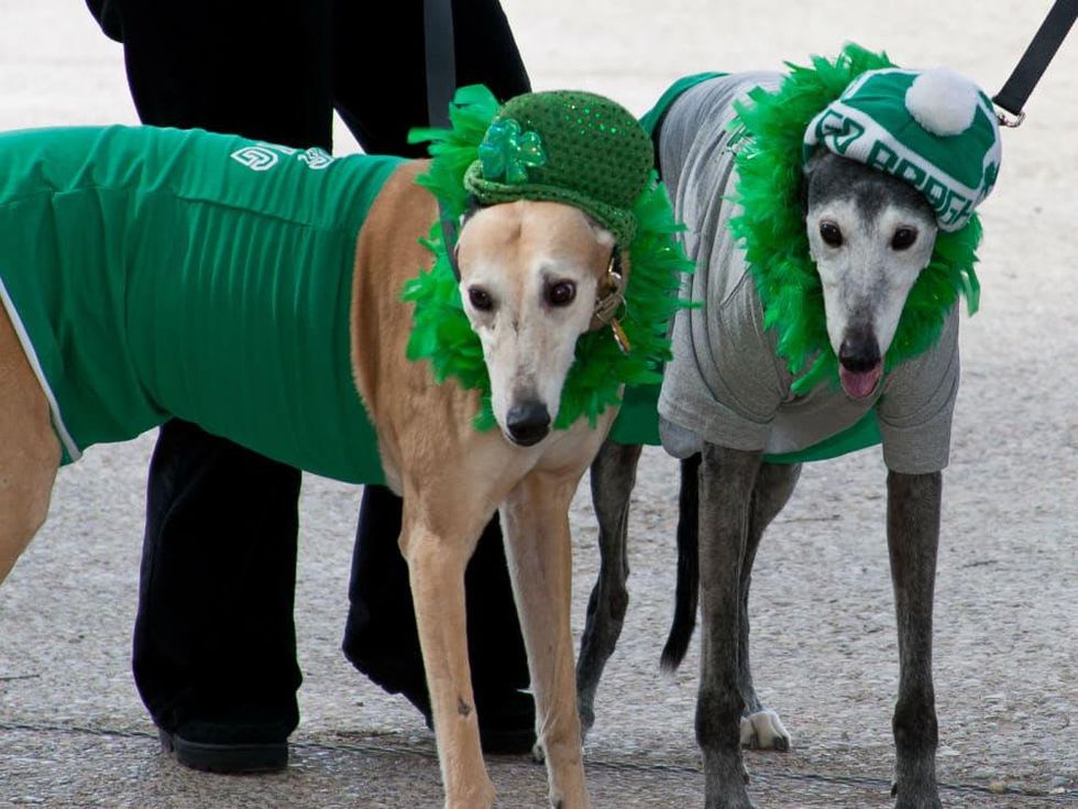 Irish Dogs at North Texas Irish Festival