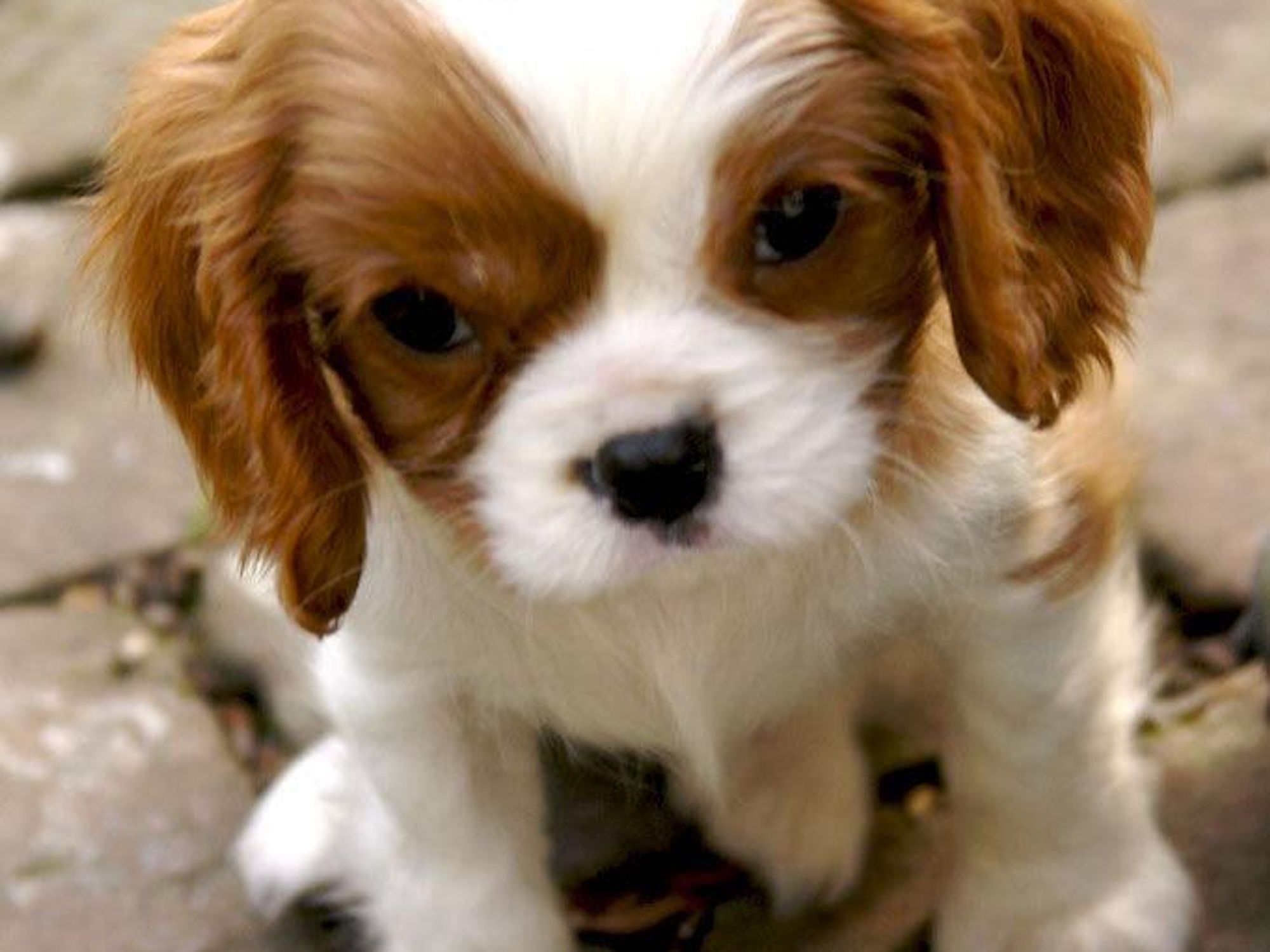 isabella national puppy day