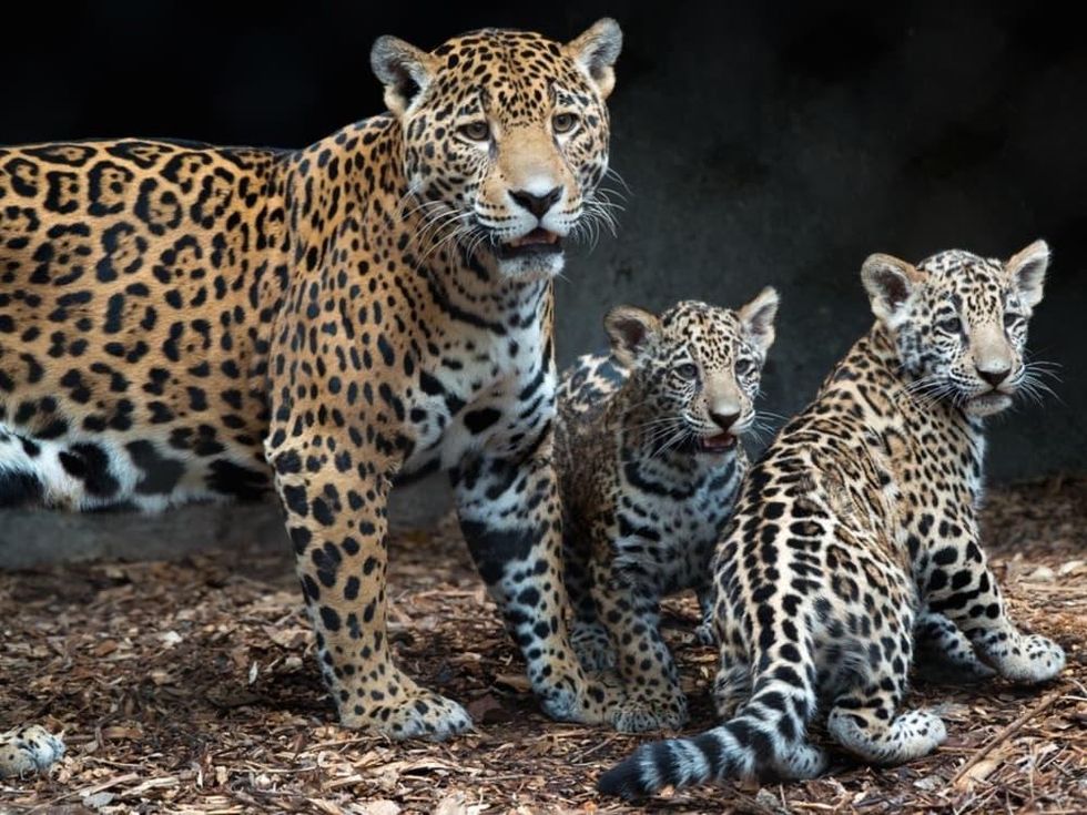 Jaguar cubs and mom at Houston Zoo