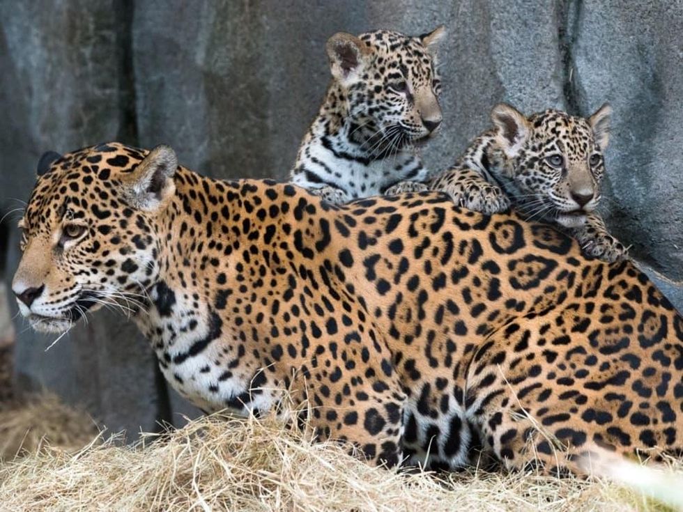 Meet Banks — the new baby jaguar at the Jacksonville zoo