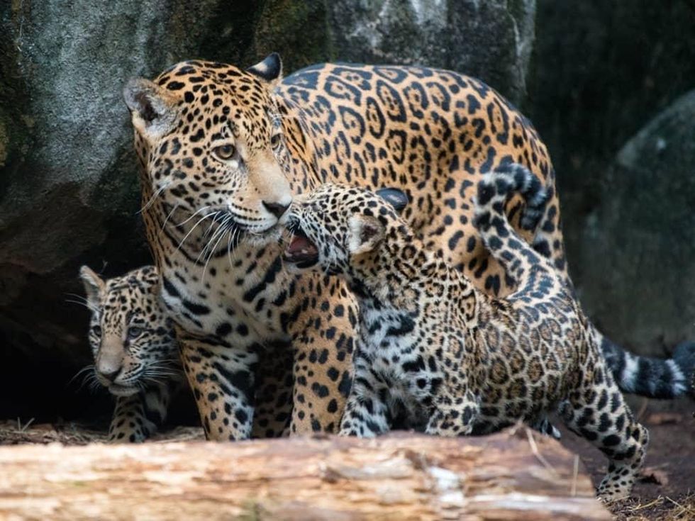 Jaguar cubs and mom at Houston Zoo