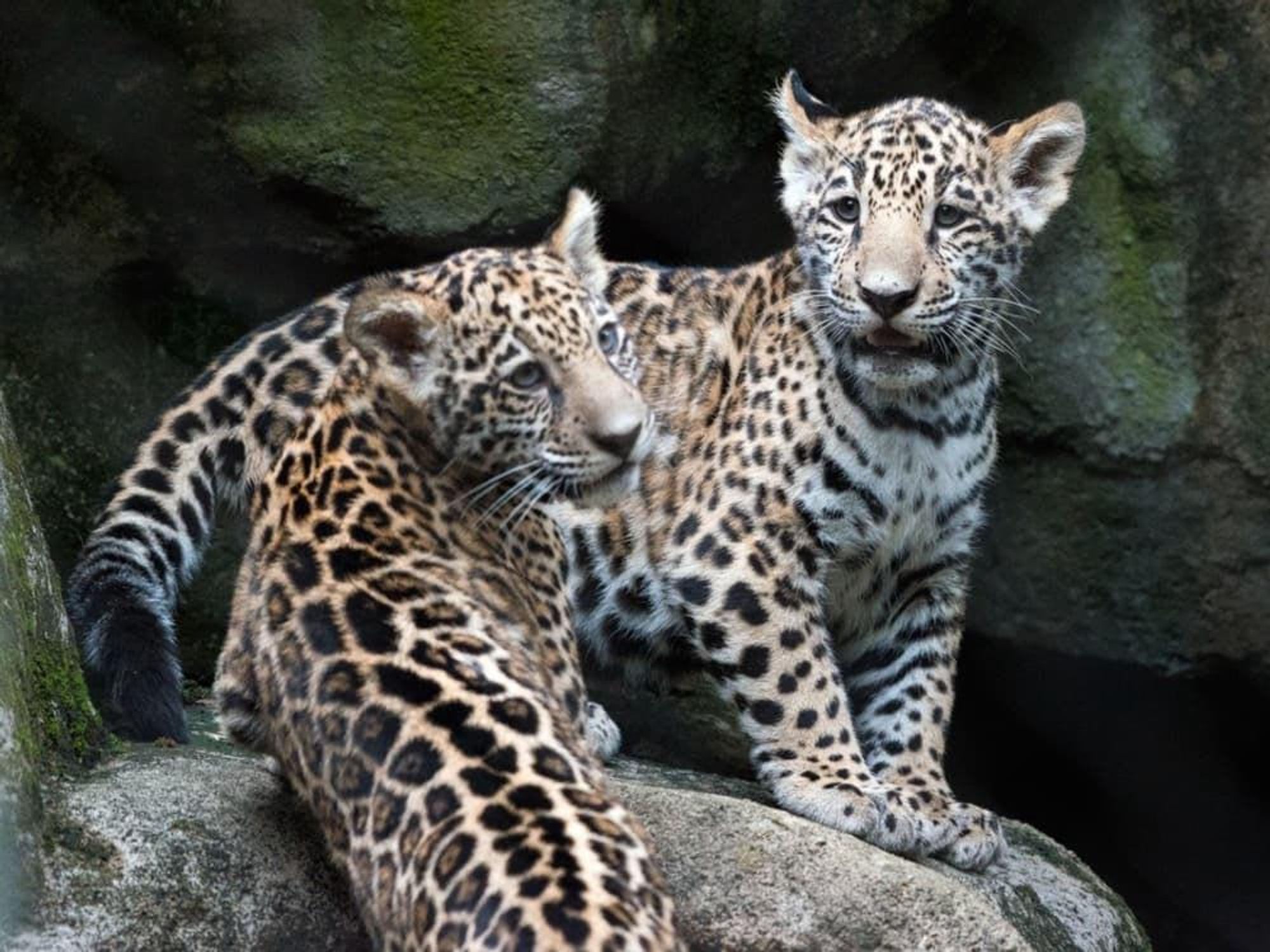 Jaguar cubs at Houston Zoo