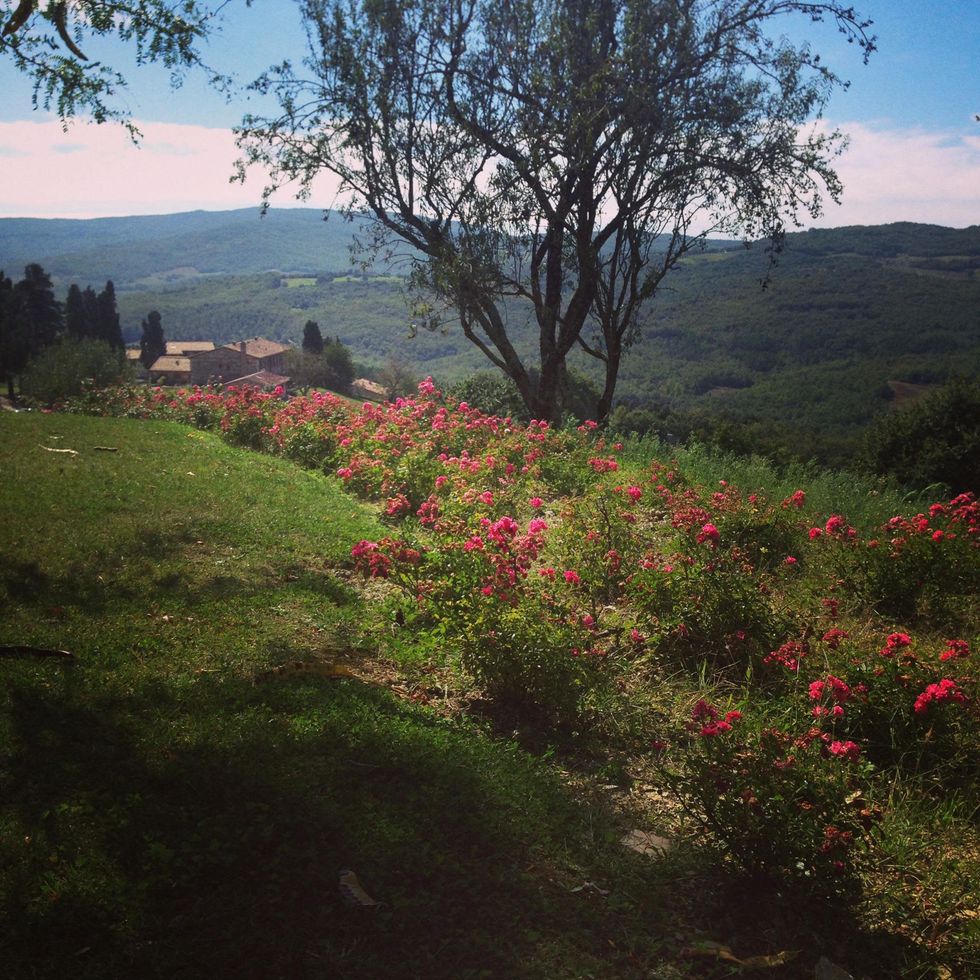 Jane Howze Italy trip Tuscany September 2014 View of Tuscan hills