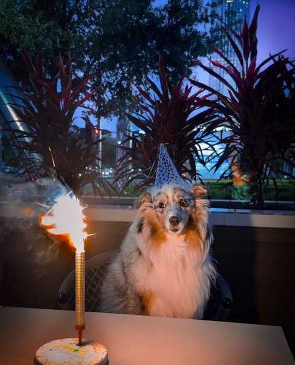 Jason Lee Villarreal dog