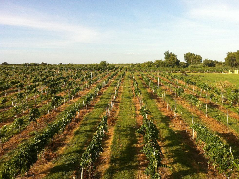 Joel, Messina Hof, July 2012, vineyard