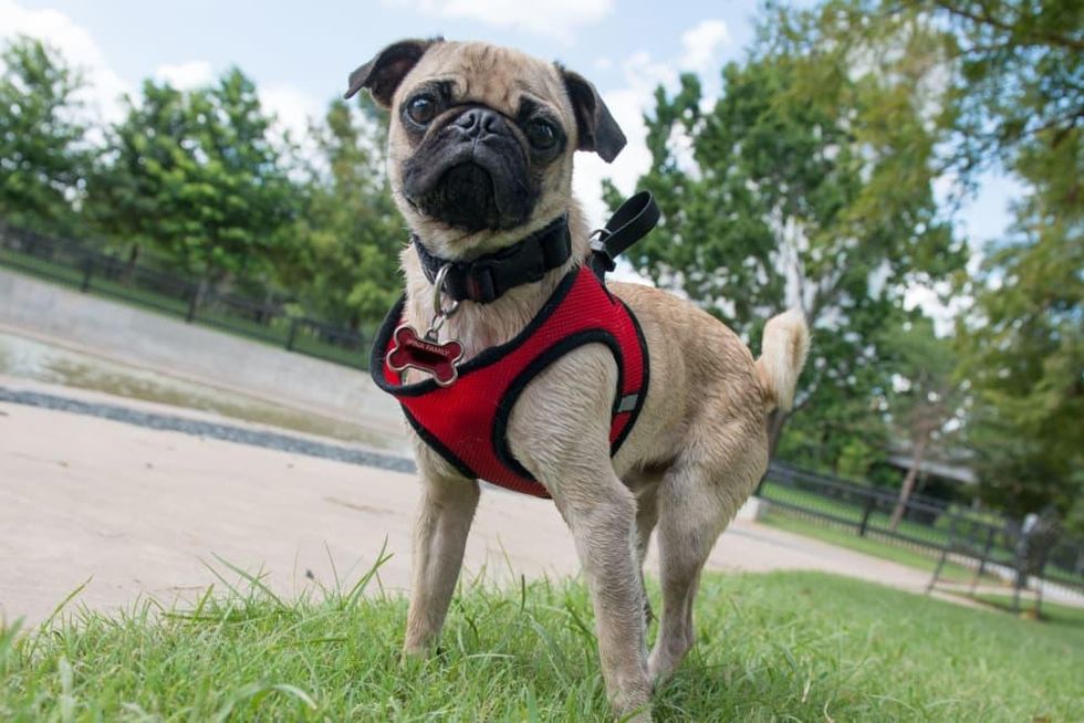 Johnny Steele Dog Park Allen Parkway pug
