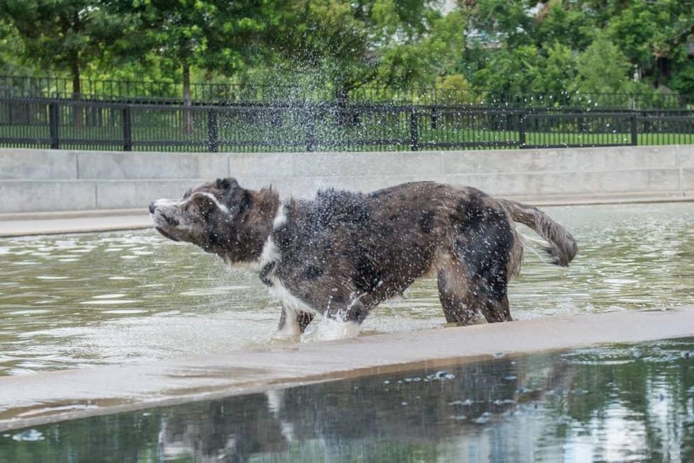 https://houston.culturemap.com/media-library/johnny-steele-dog-park-allen-parkway.jpg?id=31524217&width=980