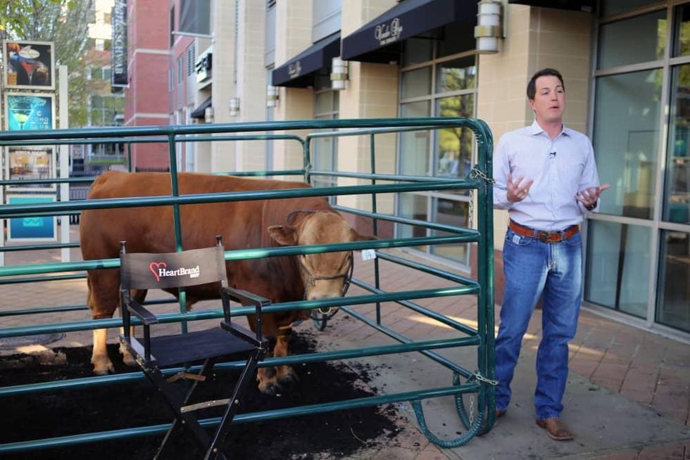 Jordan Beeman HeartBrand beef cattle
