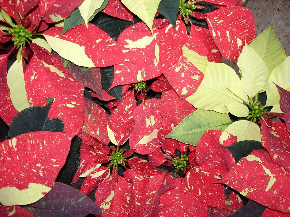 Joshua's Native Plants verigated poinsettia December 2014 holiday gift