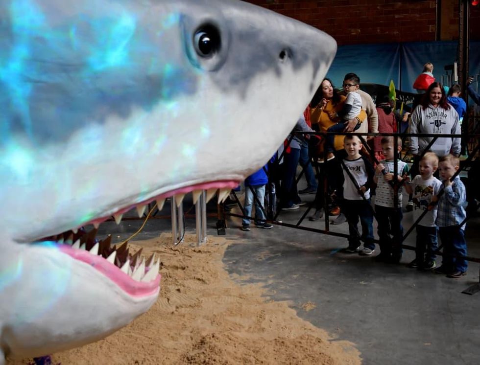 Jurassic Quest shark