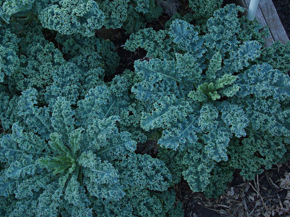 kale thriving in a garden bed