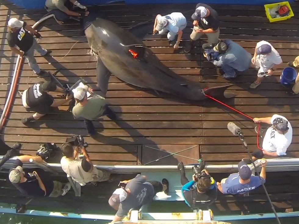 Katharine shark great white capture August 2013