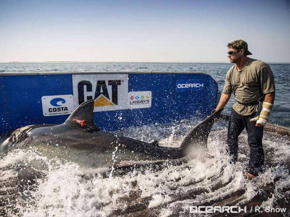 Katharine shark great white capture August 2013