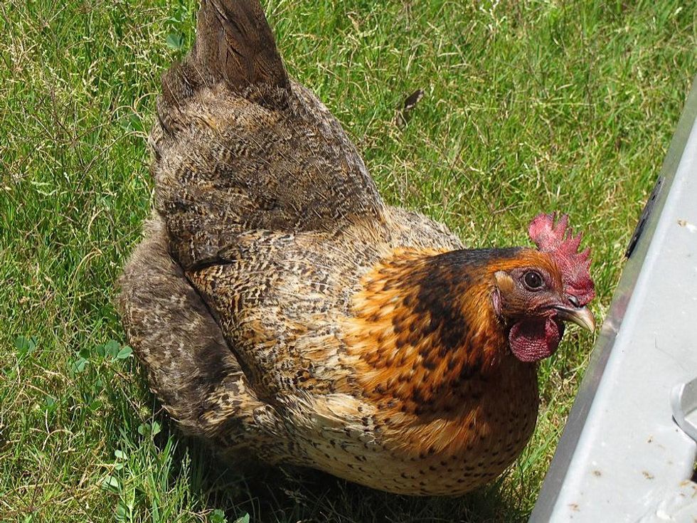 Katie Louisiana Revisited part 4 April 2013 \u201cLilly," soul survivor of Hurricane Isaac