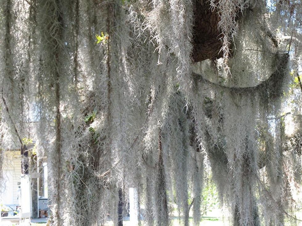 Katie Louisiana Revisited Part 9 June 2013 \u201c...light streams through here like the water.\u201d