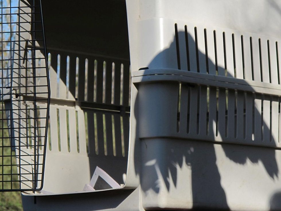Katie Oxford Clear Creek Nature Center hawk release January 2014 empty cage