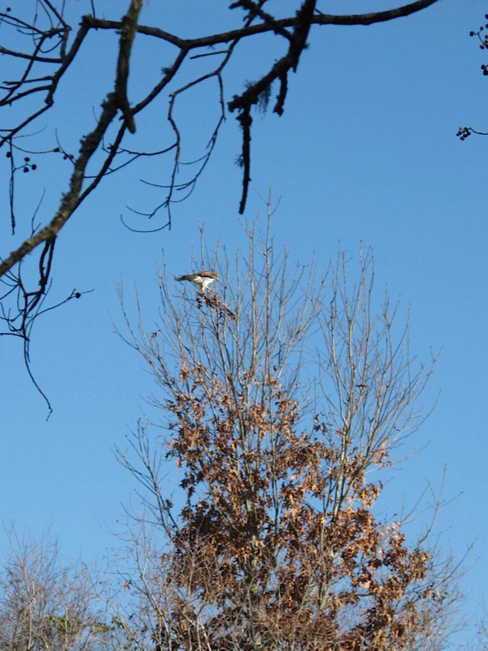 Katie Oxford Clear Creek Nature Center hawk release January 2014 Red-Tailed Hawk returned