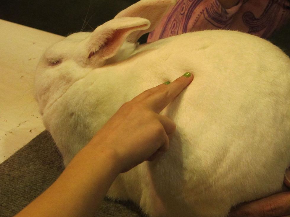 Katie Oxford Houston Rodeo FFA March 2015 In the Rabbit Hole - a New Zealand rabbit and young student practicing the \u201ctwo fingers, two touches\u201d rule.