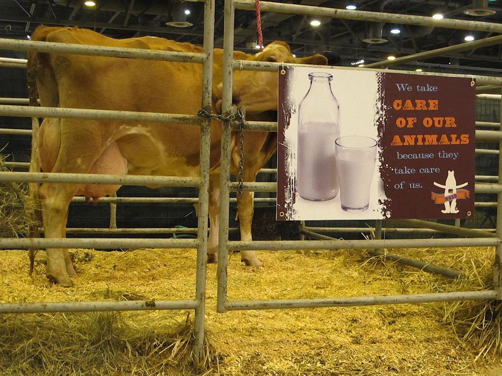 Katie Oxford Houston Rodeo FFA March 2015 Milk