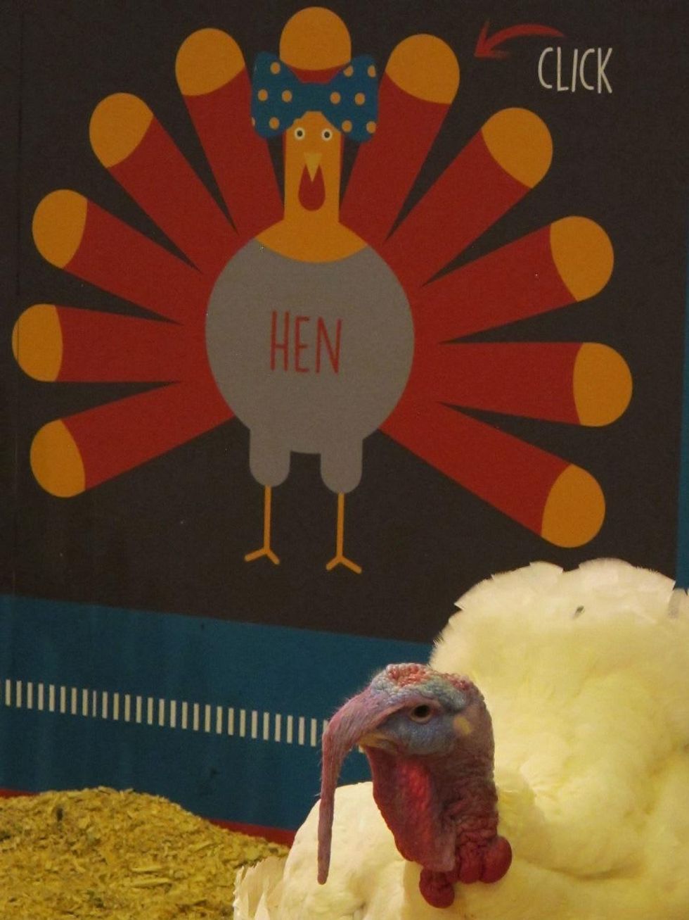 Katie Oxford Houston Rodeo FFA March 2015 Tom Turkey.